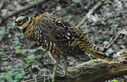 Image of Reeves's Pheasant