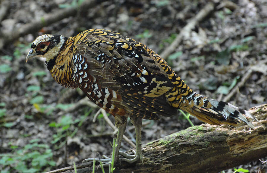 Image of Reeves's Pheasant
