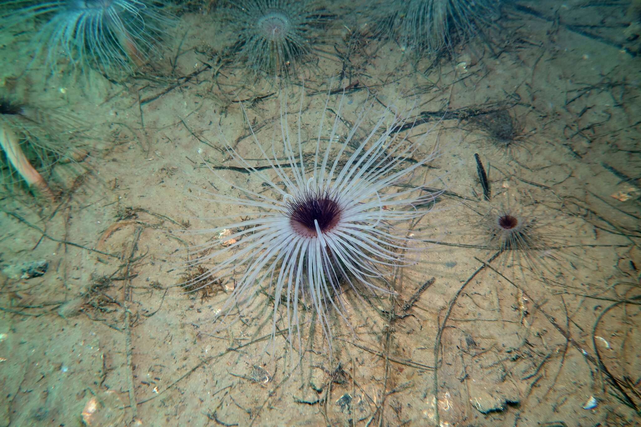 صورة Pachycerianthus solitarius (Rapp 1829)