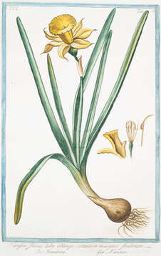 صورة Narcissus flavus Lag.