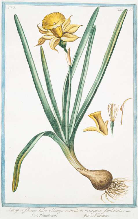 Image of Narcissus flavus Lag.