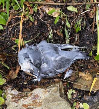 Image of Broad-billed Prion