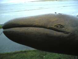 Image of gray whales