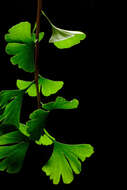 Image of Ginkgoopsida