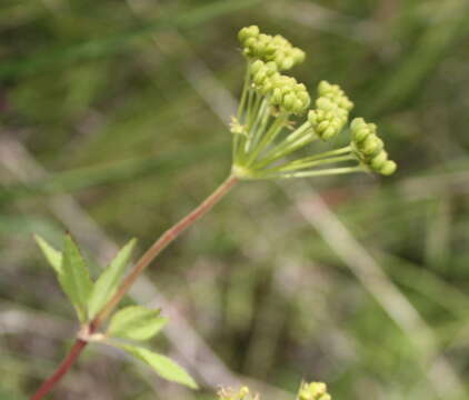 Image of yellow pimpernel