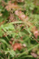 Image of yellow pimpernel