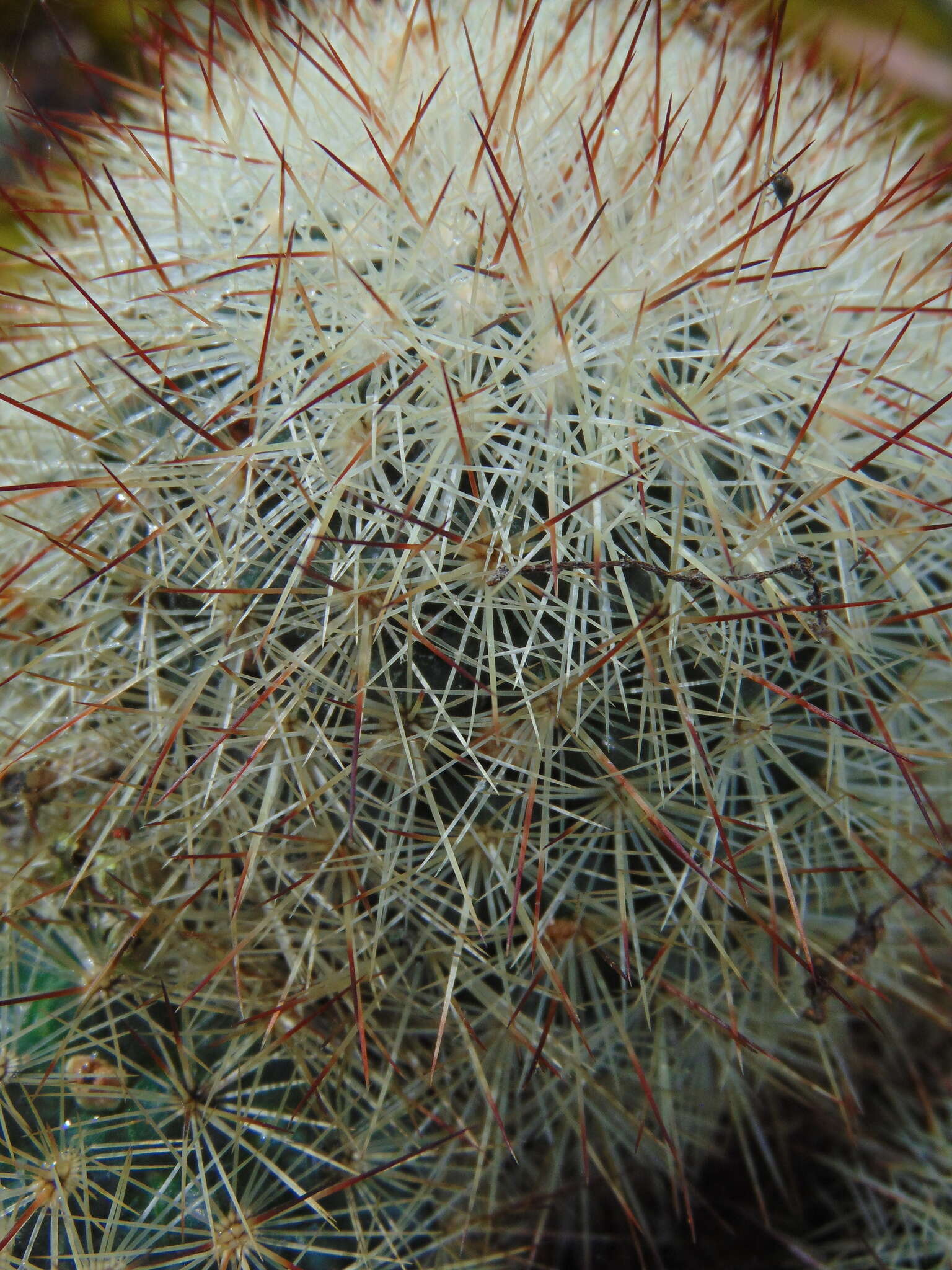 Image of Mammillaria densispina (J. M. Coult.) Orcutt