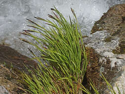 Image de Carex reuteriana subsp. reuteriana