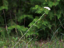 Image of yarrow, milfoil