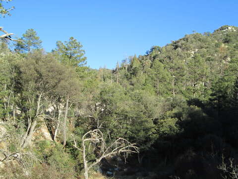 Imagem de Pinus engelmannii Carrière