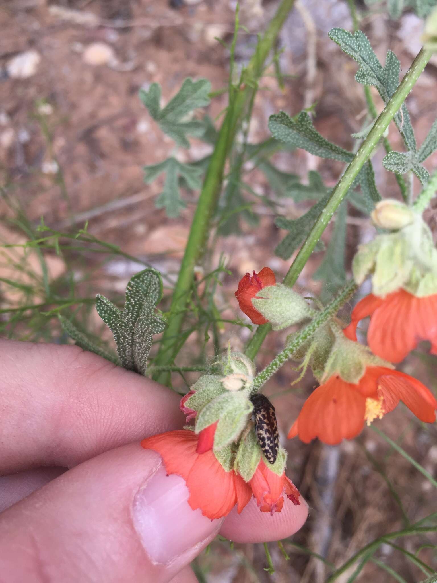 Image de Acmaeodera cuneata Fall 1899