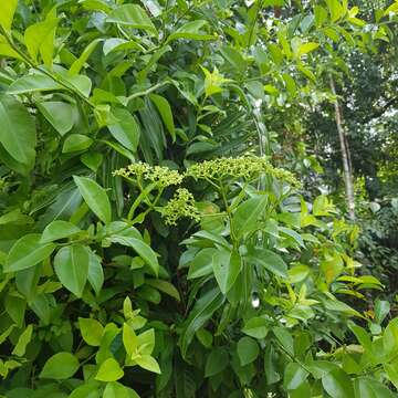 Sivun Psychotria polycarpa (Miq.) Hook. fil. kuva