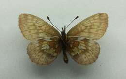 Image of Dingy Fritillary