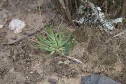 Imagem de Phemeranthus napiformis (DC.) Ocampo