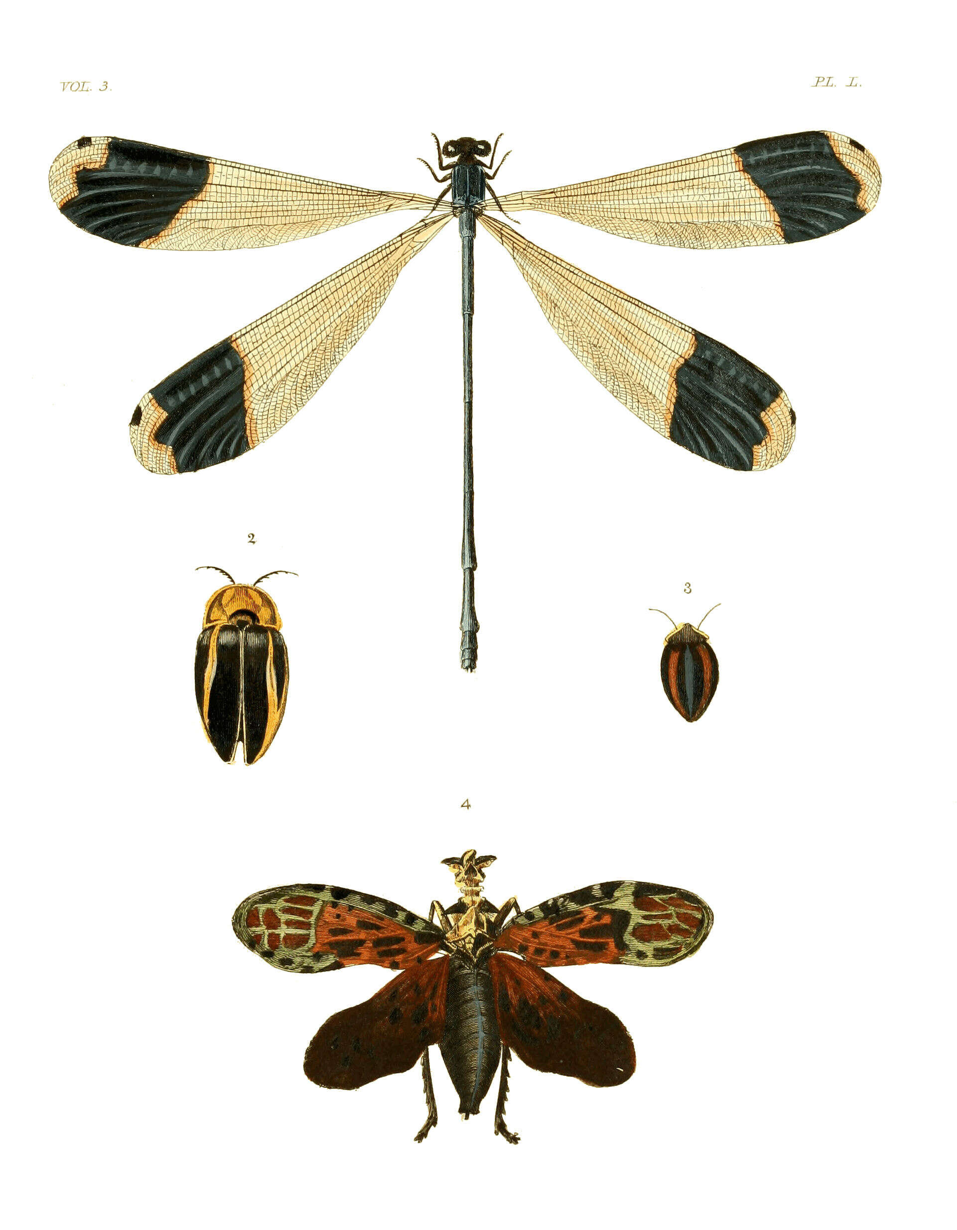 Image of Megaloprepus Rambur 1842