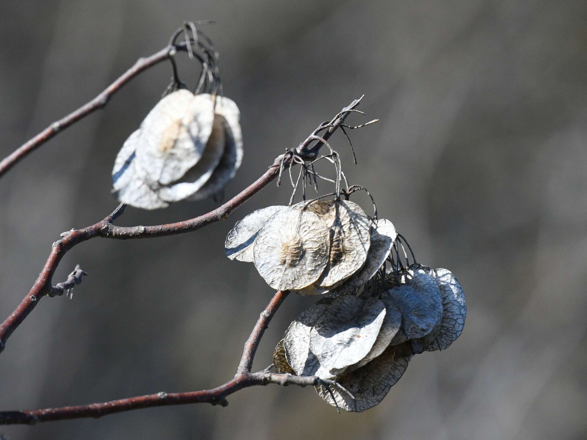 Image of Ptelea trifoliata var. mollis Torr. & Gray