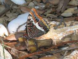 Charaxes jasius Linnaeus 1767的圖片