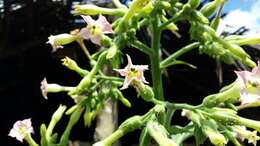 Plancia ëd Nicotiana tabacum L.