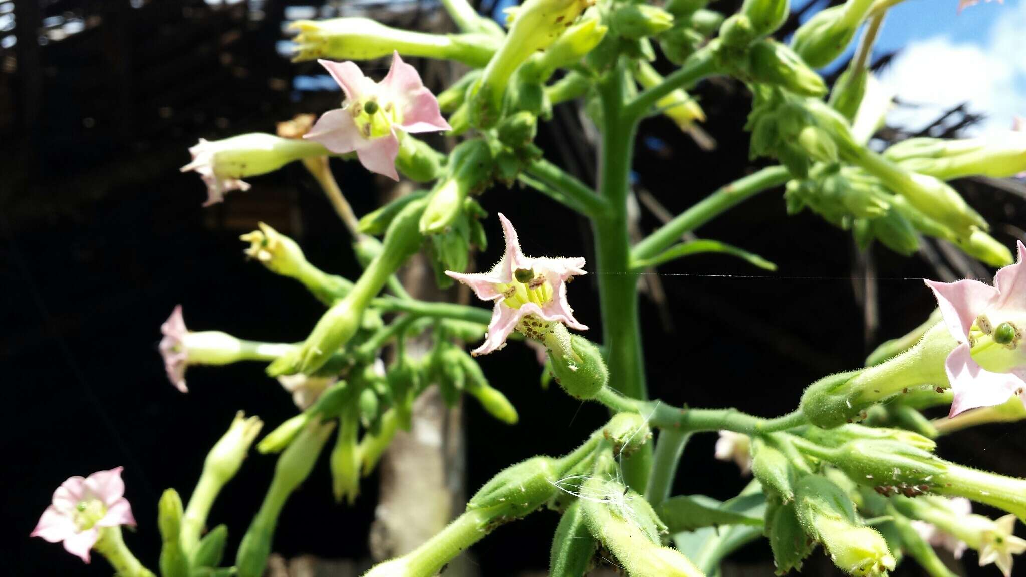 Plancia ëd Nicotiana tabacum L.