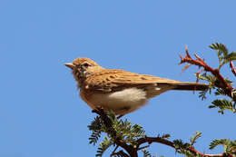 Image of Fawn-colored Lark