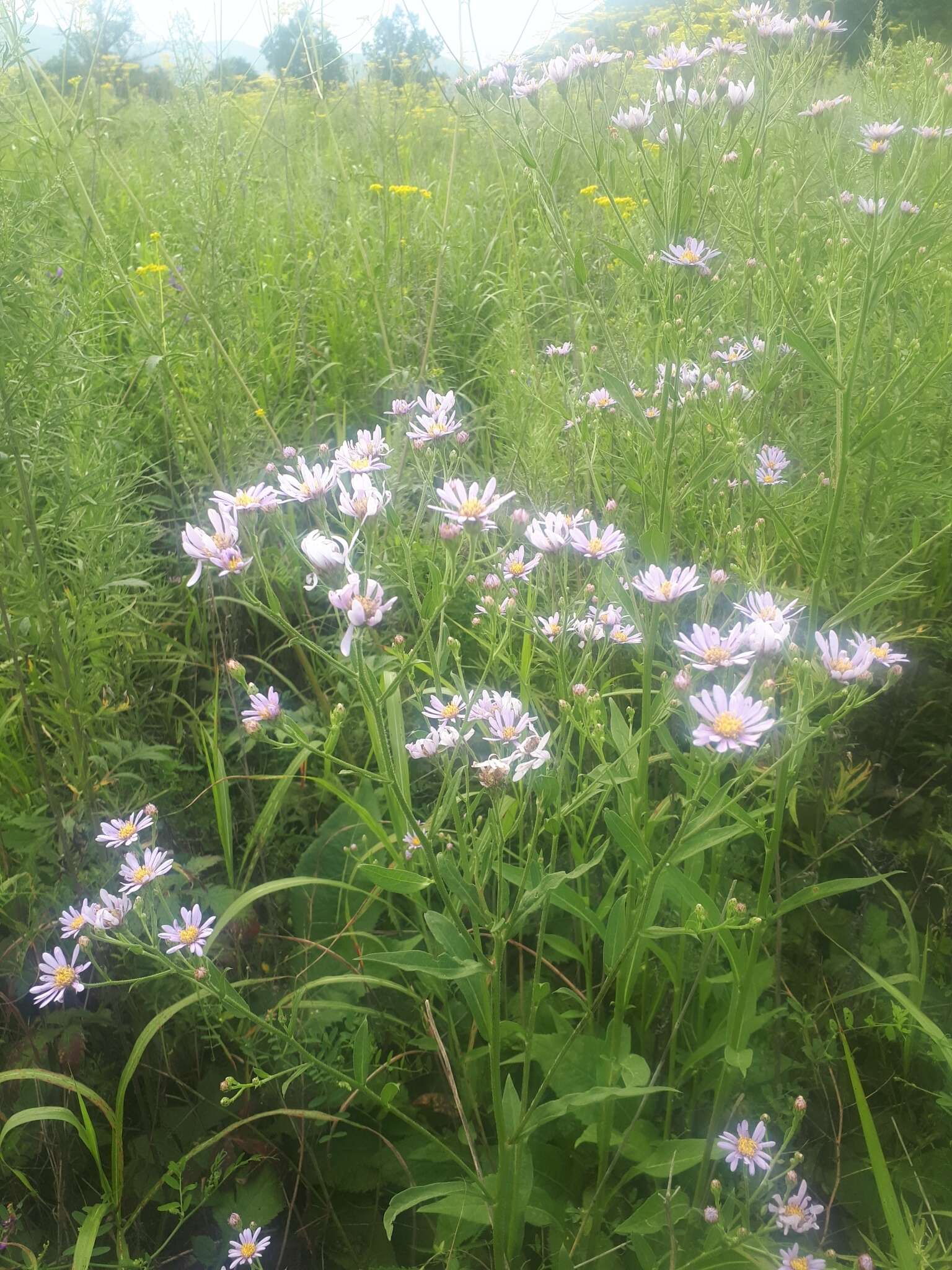 Image of Tatarian aster