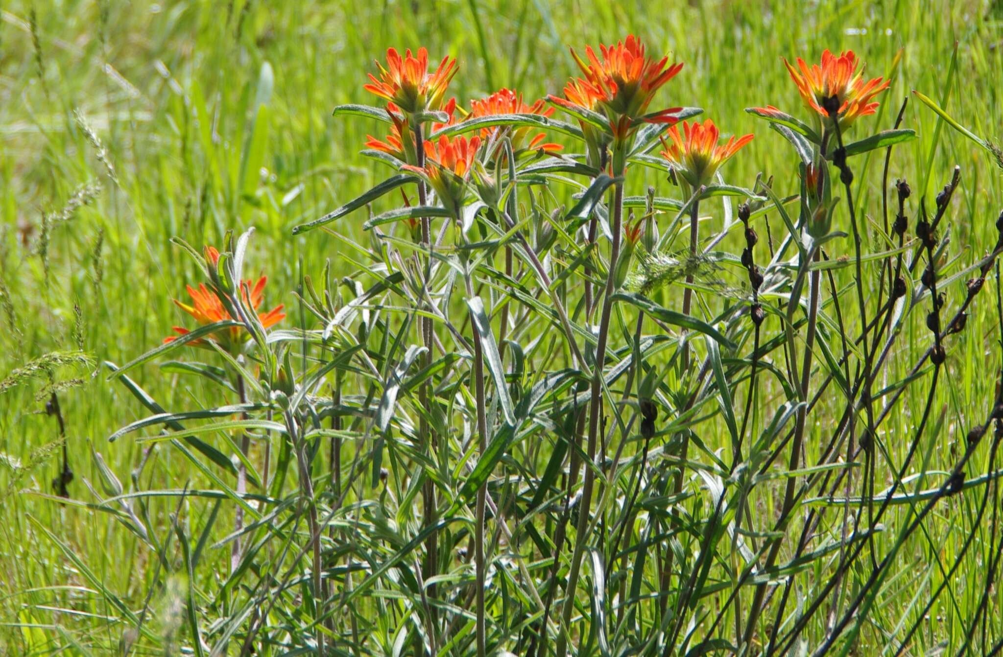 Слика од Castilleja pruinosa Fern.