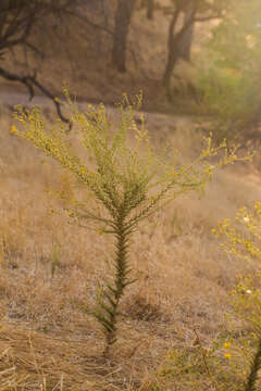 Image of San Joaquin tarweed