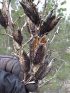 Слика од Yucca thompsoniana Trel.