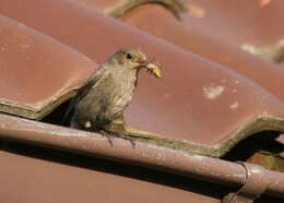 Image of Phoenicurus ochruros gibraltariensis (Gmelin & JF 1789)