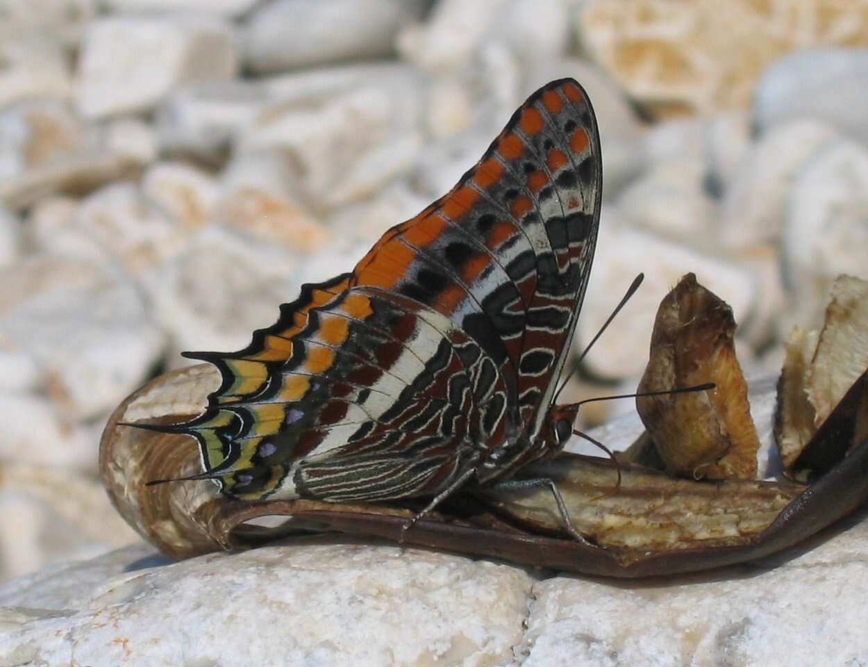 Image of Two-tailed Pasha