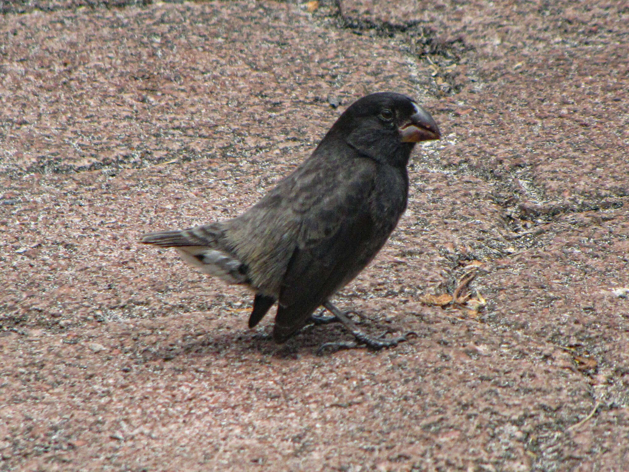 Image of Large Ground Finch