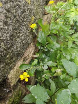 Image of Geum japonicum var. chinense F. Bolle