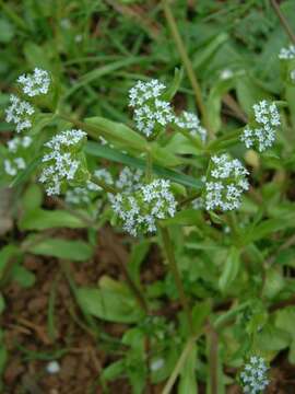 Image of Lewiston cornsalad