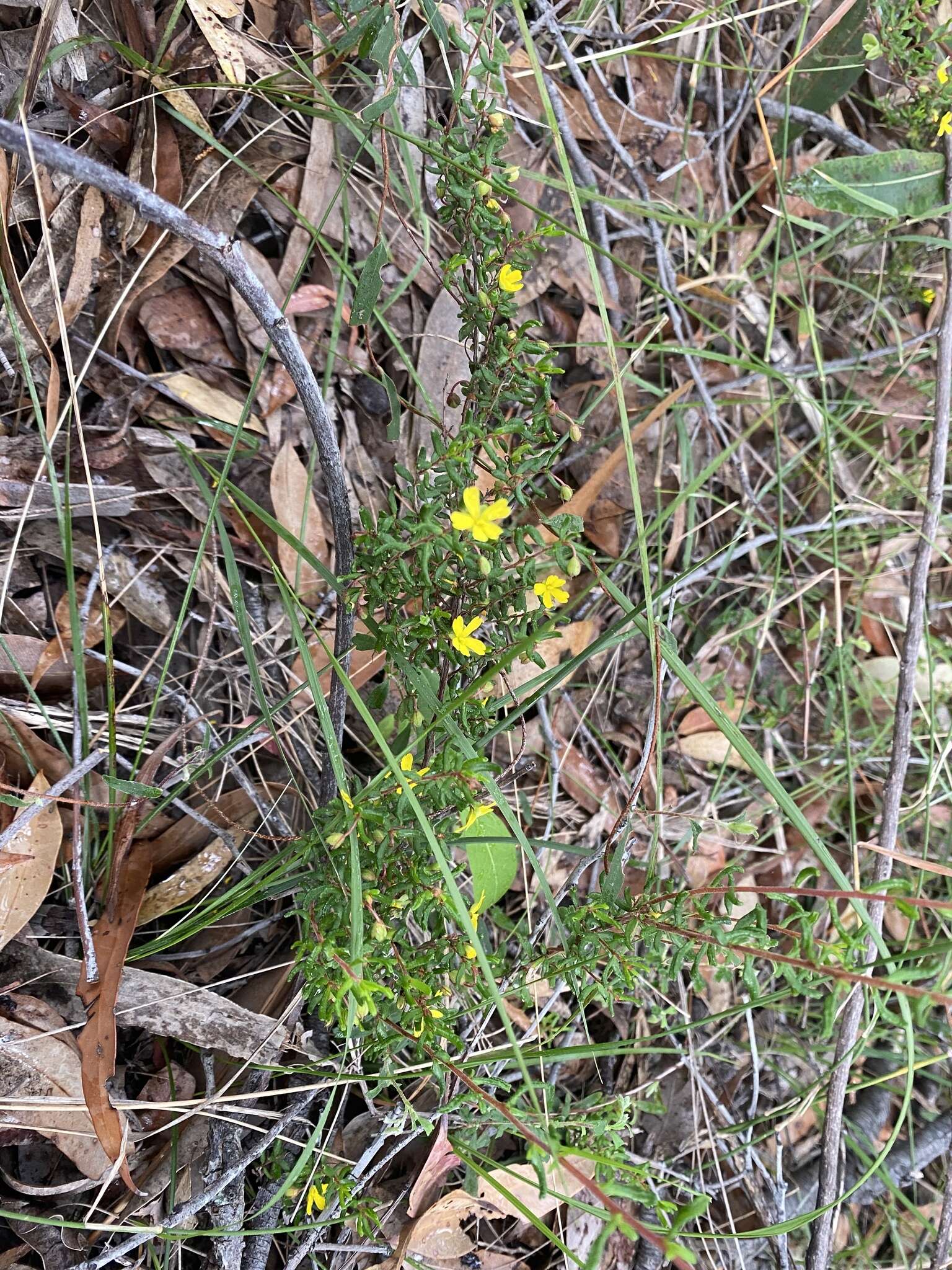 Sivun Hibbertia empetrifolia (DC.) Hoogland kuva