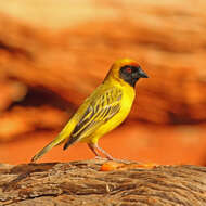 Image of African Masked Weaver