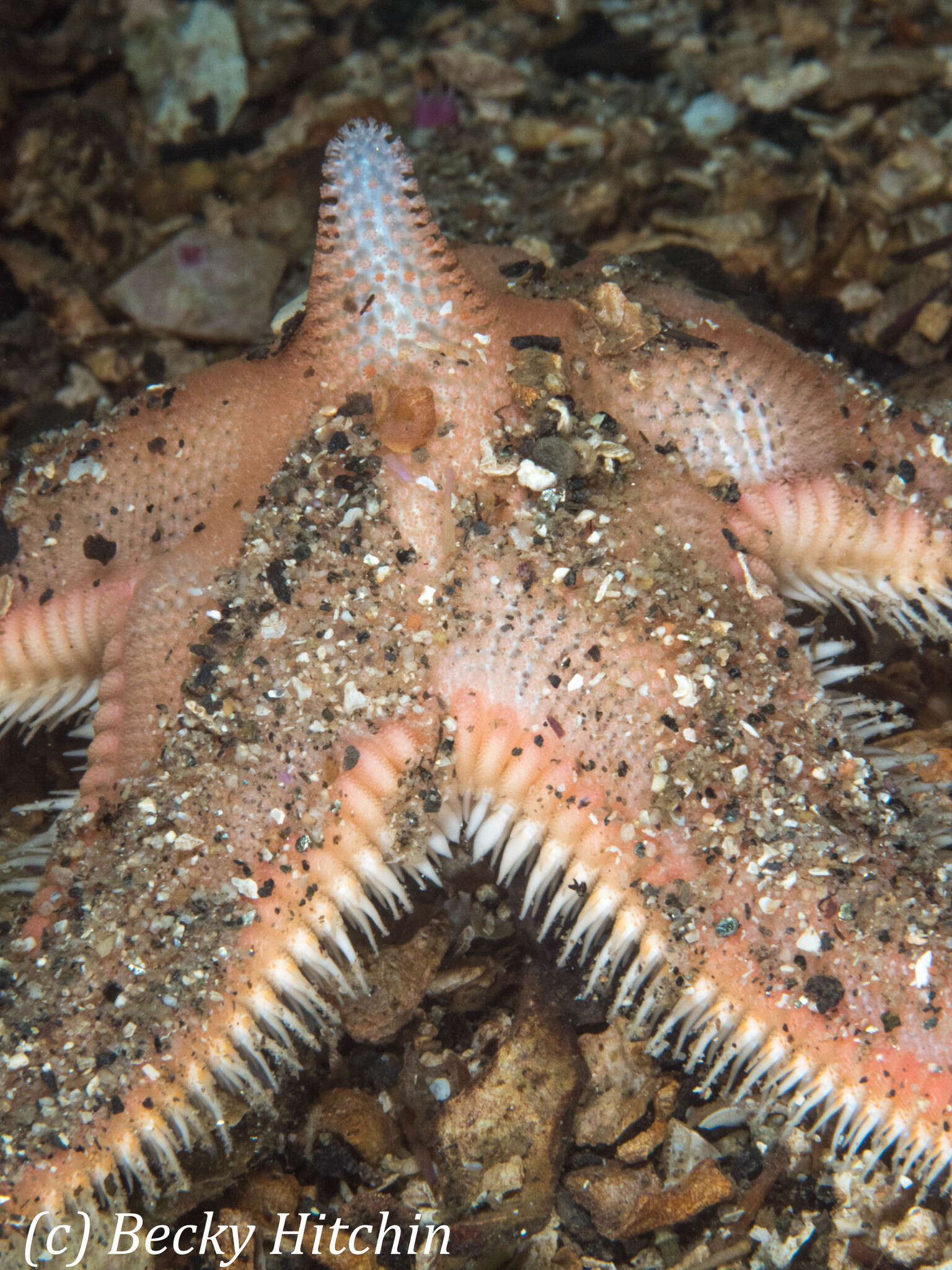 Image of Sand star