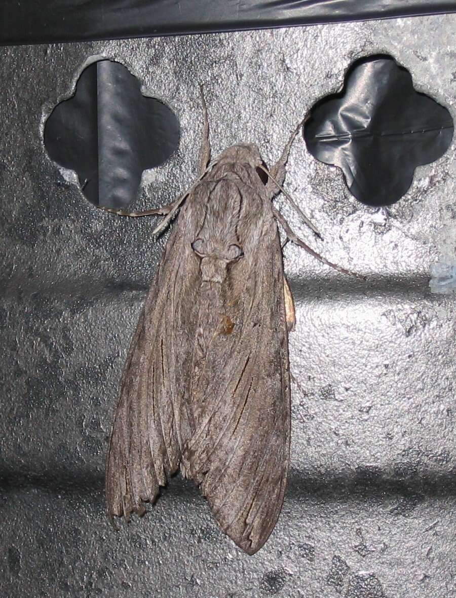 Image of convolvulus hawk moth