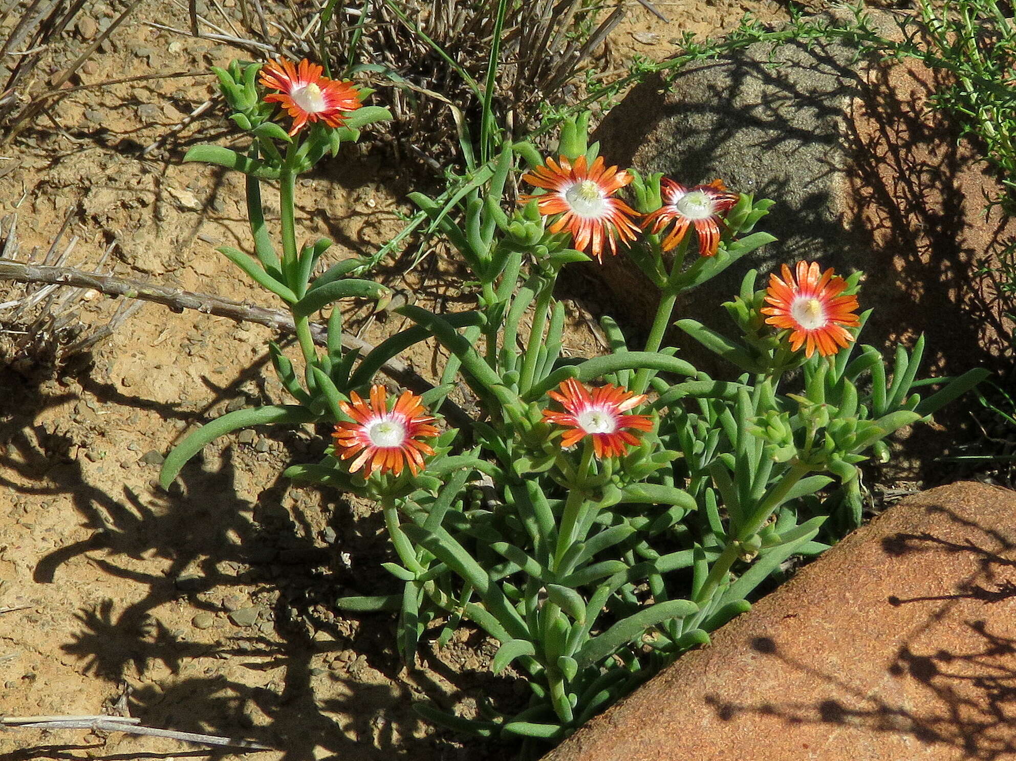 Image of Delosperma multiflorum L. Bol.