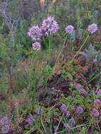 Image of Allium cretaceum N. Friesen & Seregin