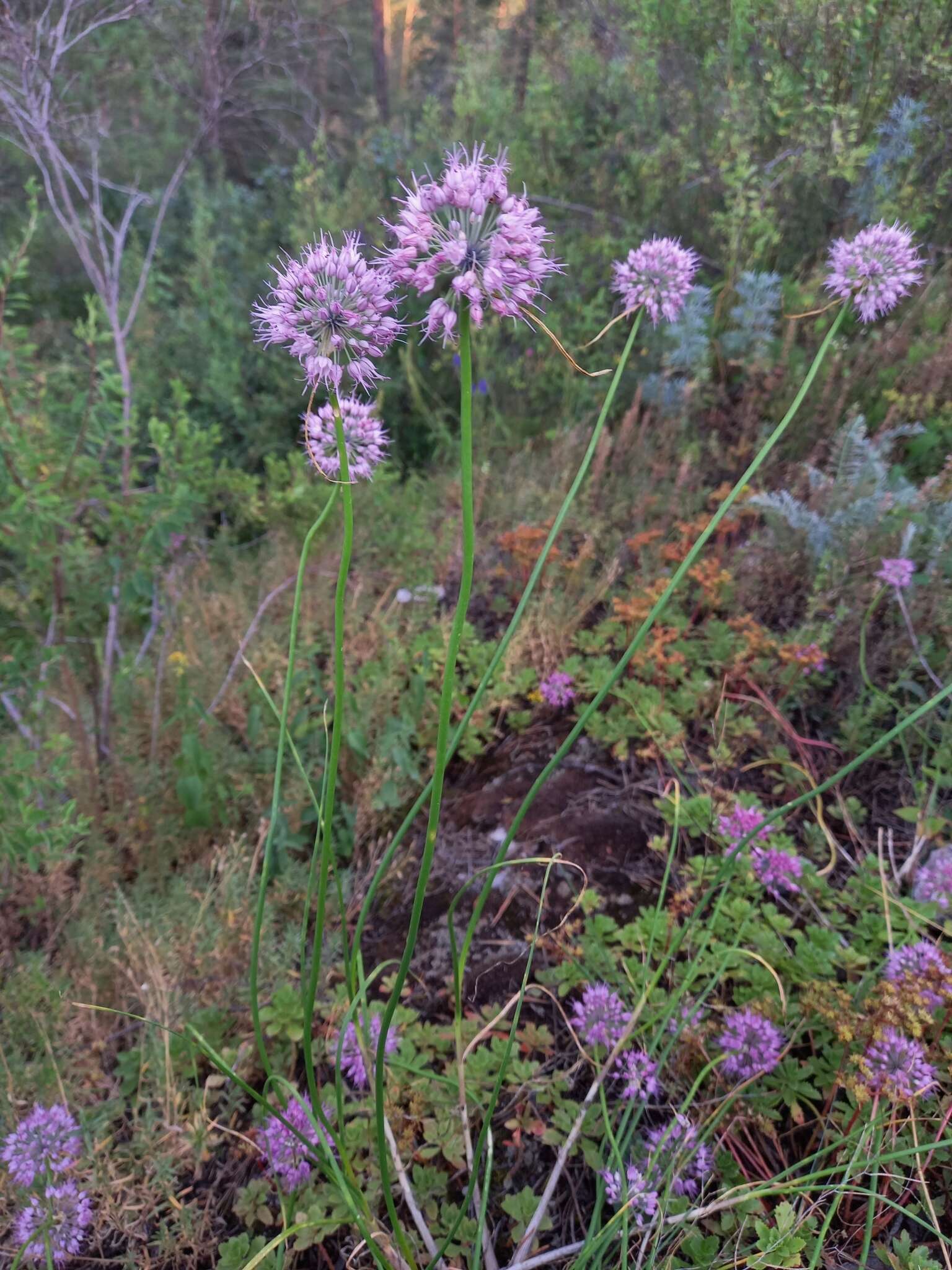 Image of Allium cretaceum N. Friesen & Seregin