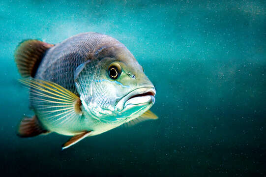 Image of Mangrove red snapper