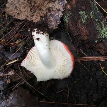 Image of Russula silvicola Shaffer 1975