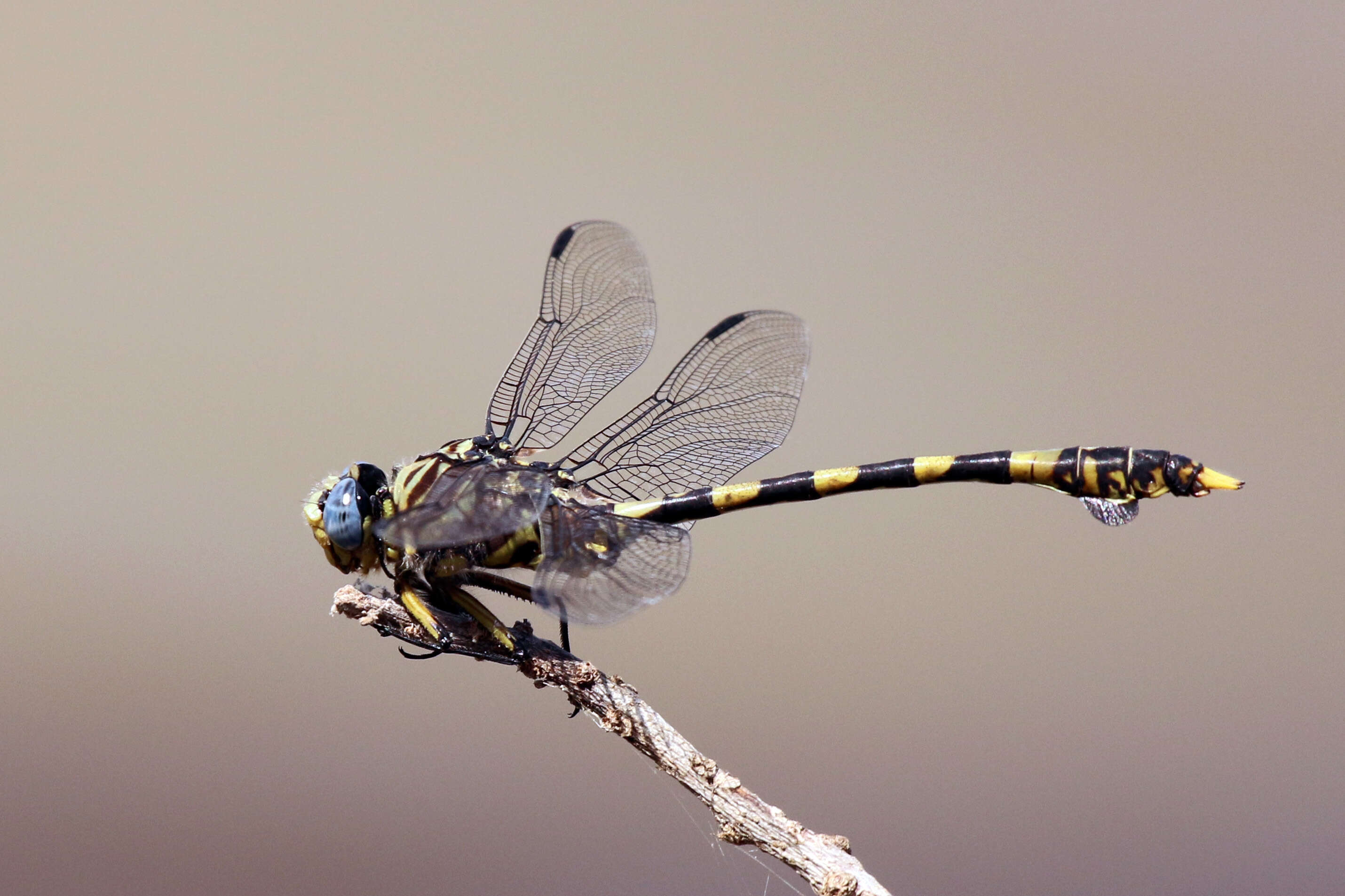 صورة Ictinogomphus ferox (Rambur 1842)