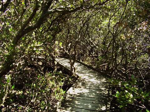 Image of Gray Mangrove