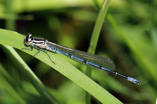 Image of Azure Bluet