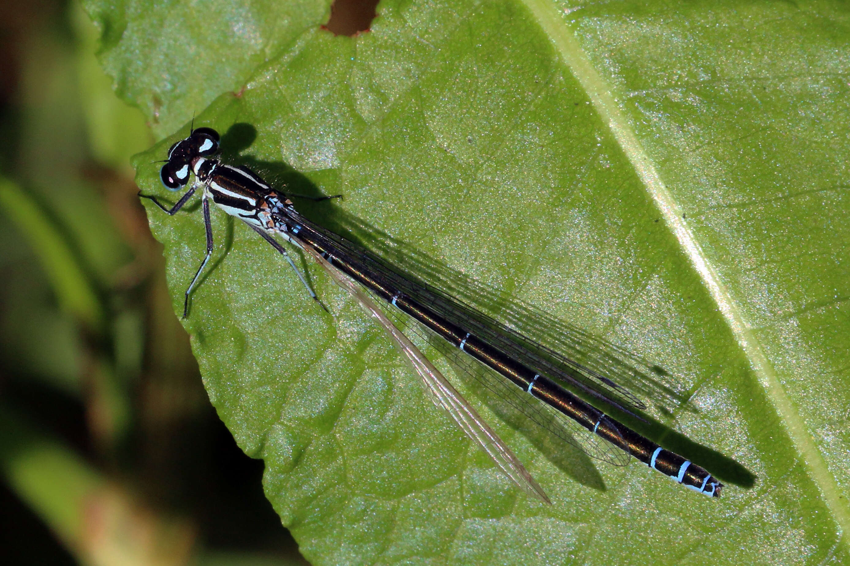 Image of Azure Bluet