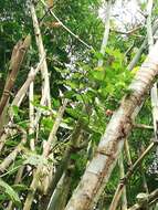 Image of American long-leaved bamboo