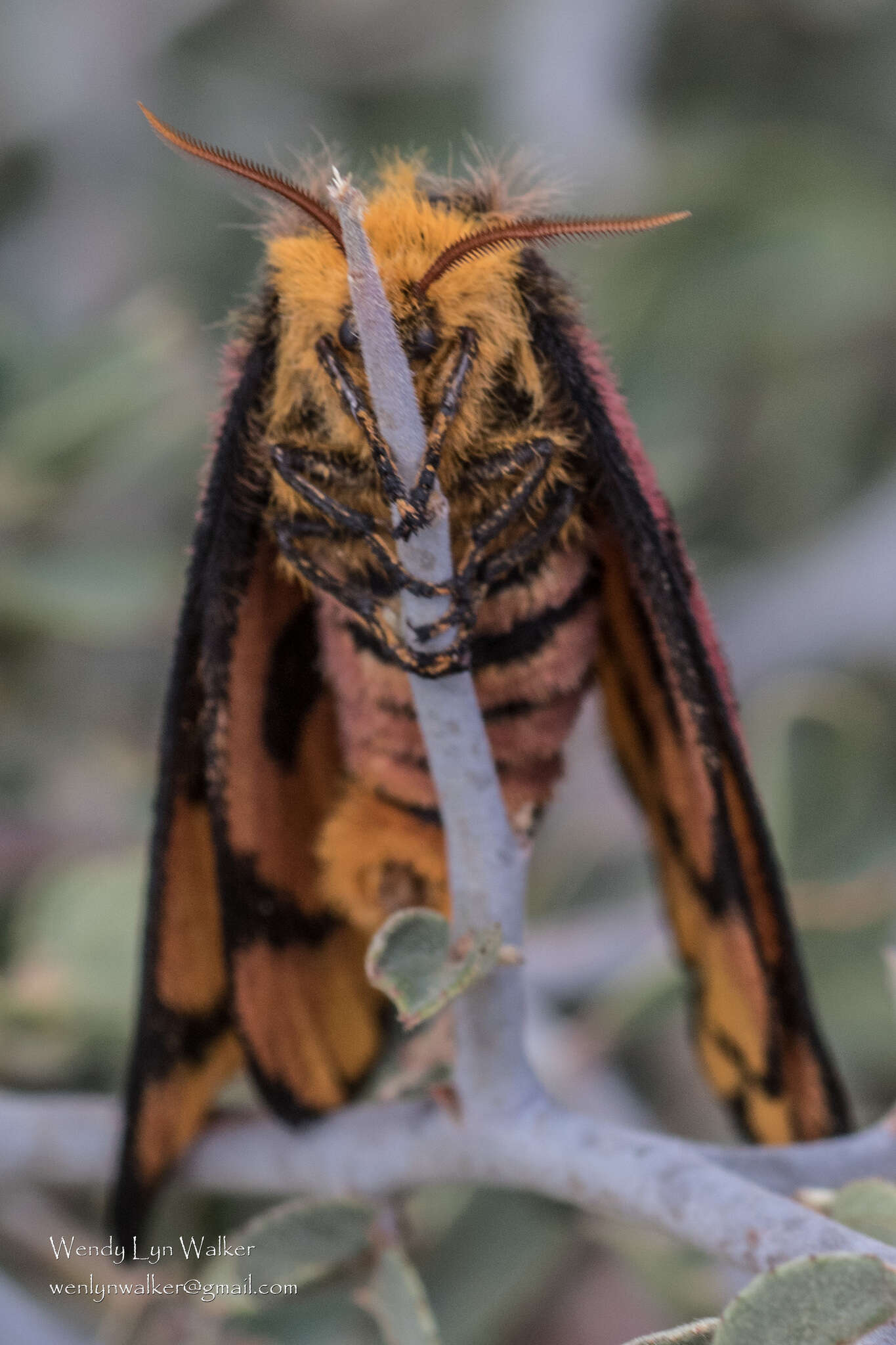 Image of Western Sheepmoth