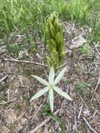 Imagem de Camassia leichtlinii subsp. leichtlinii