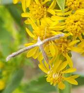 Lioptilodes albistriolatus (Zeller 1871) resmi